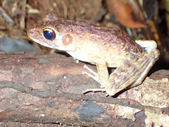 Pulchrana baramica
