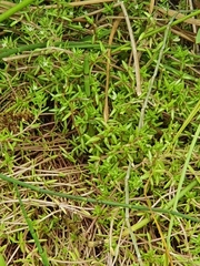 Crassula helmsii
