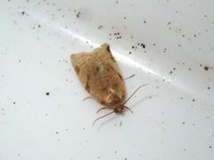 Paramesia gnomana