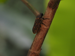 Phymatostetha