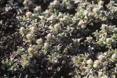 Antennaria rosulata