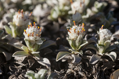 Antennaria rosulata