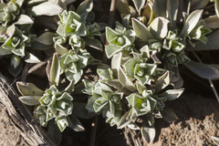 Antennaria rosulata