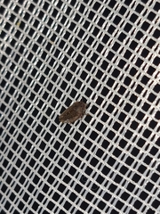 Aphrodinae
