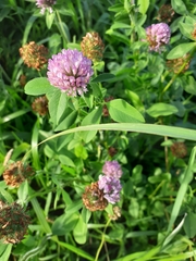 Trifolium pratense