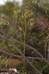 Thelymitra pulcherrima