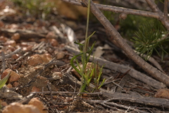 Thelymitra pulcherrima