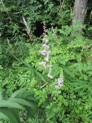 Astilbe microphylla, photograph 3