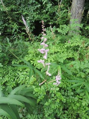 Astilbe microphylla