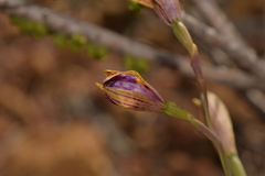 Thelymitra pulcherrima