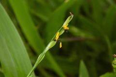 Urochloa subquadripara