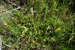 Epilobium glandulosum
