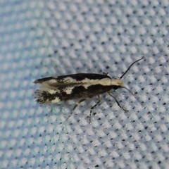Agnippe prunifoliella