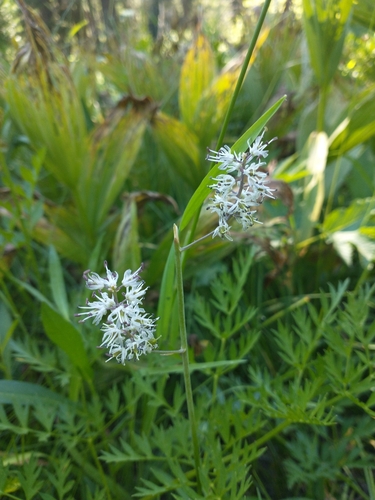 Image of Hastingsia alba by no rights reserved