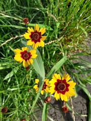 Coreopsis tinctoria