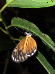 Ithomia iphianassa