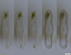 Caloneis schumanniana