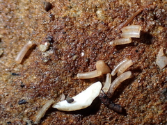 Caecum
