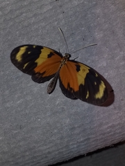 Mechanitis lysimnia macrinus