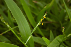 Urochloa subquadripara