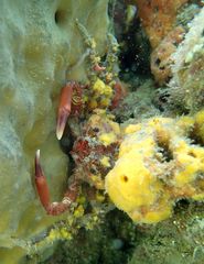 Schizophrys rufescens