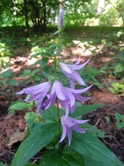 Campanula rapunculoides