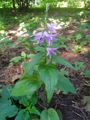 Campanula rapunculoides