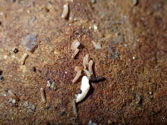 Caecum