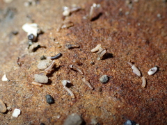 Caecum