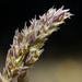 Muttongrass - Photo no rights reserved, uploaded by aspidoscelis