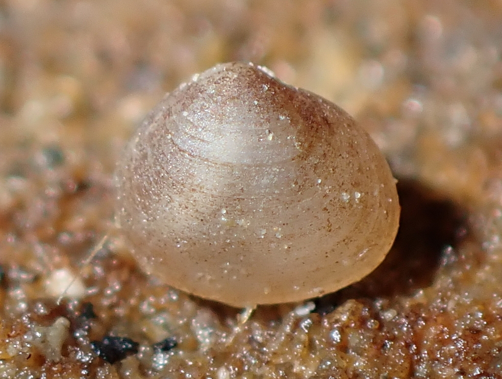 Lasaea maoria