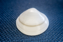 Dosinia lupinus