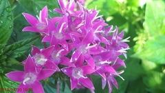 Pentas lanceolata
