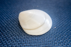 Dosinia lupinus