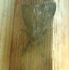 Dasychira grisefacta