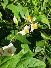 Solanum carolinense