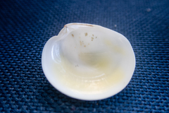 Dosinia lupinus