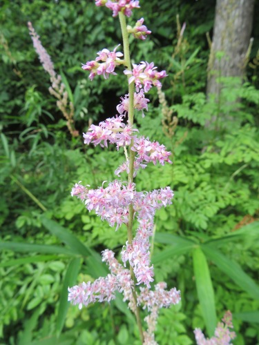 Astilbe microphylla, photograph 4