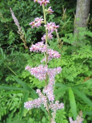 Astilbe microphylla