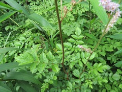 Astilbe microphylla