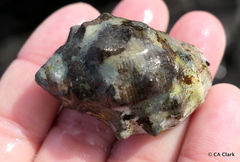 Menathais intermedia