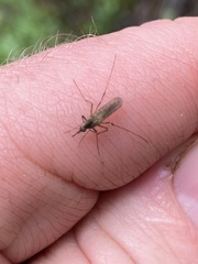 Coquillettidia perturbans