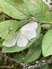 Scopula frigidaria