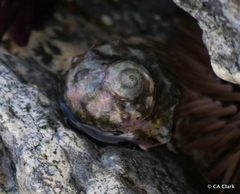 Menathais intermedia