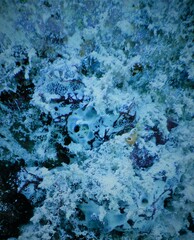 Mycale humilis