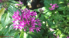 Pentas lanceolata