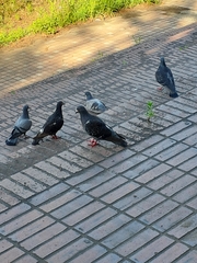Columba livia domestica