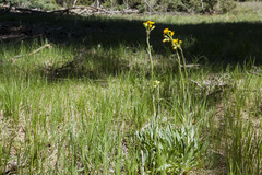 Senecio integerrimus integerrimus