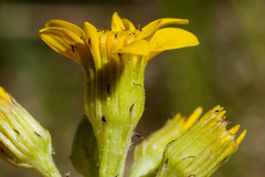 Senecio integerrimus integerrimus