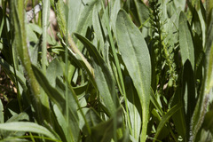 Senecio integerrimus integerrimus